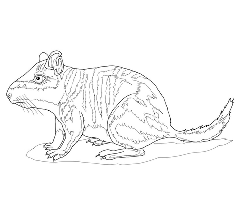 Plains Viscacha Coloring Page